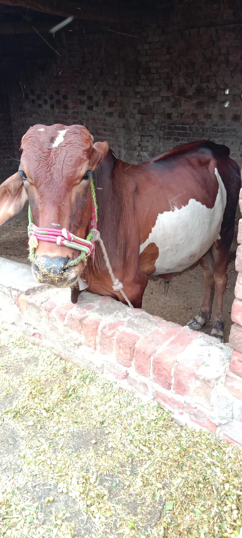Dhani desi cross — photo 6