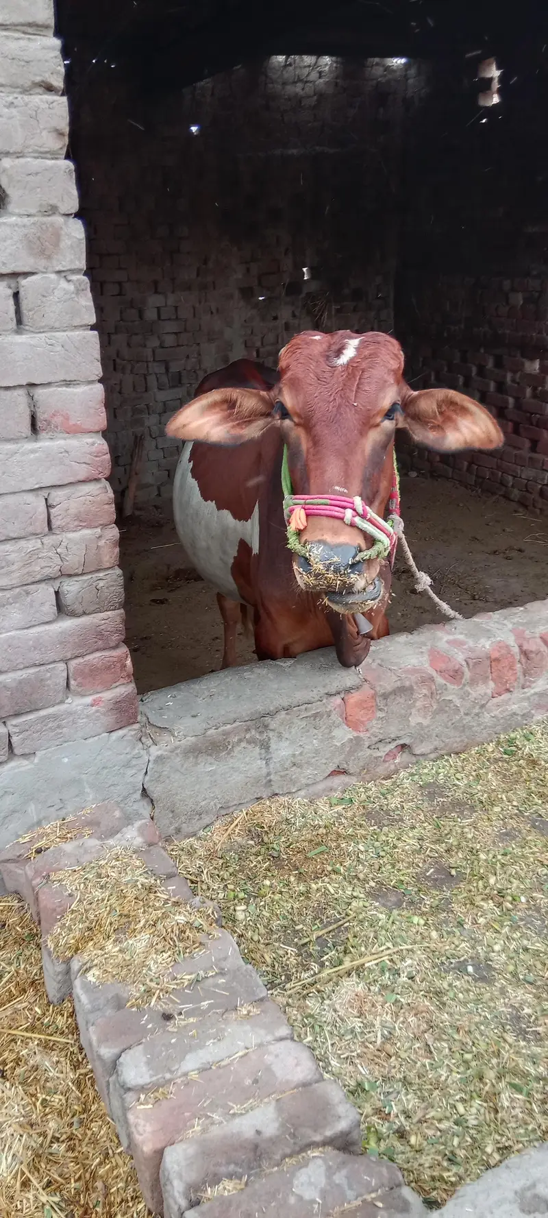Dhani desi cross — photo 7