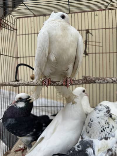 Fancy laky 3 pairs for sale urgently 2 white pair 1 pair is colour