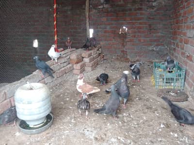 sherazi pair and pathy pathiya