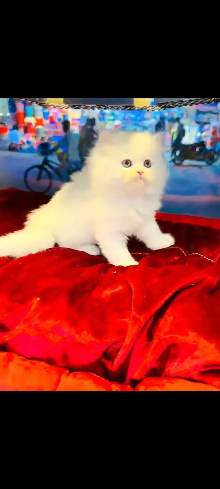 persian cat for sale — photo 3