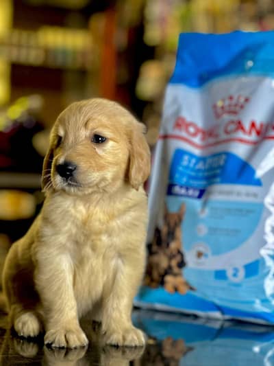 golden retriever male female pups