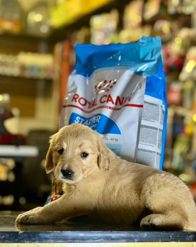 golden retriever male female pups — photo 2