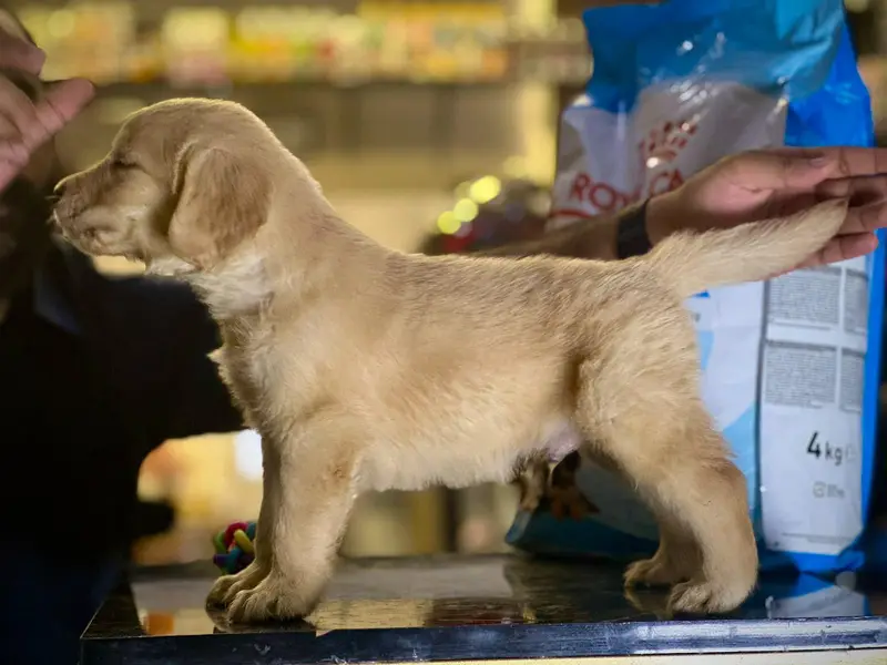 golden retriever male female pups — photo 3