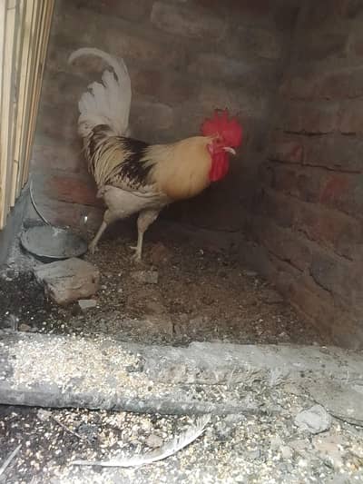 misri murga for sale