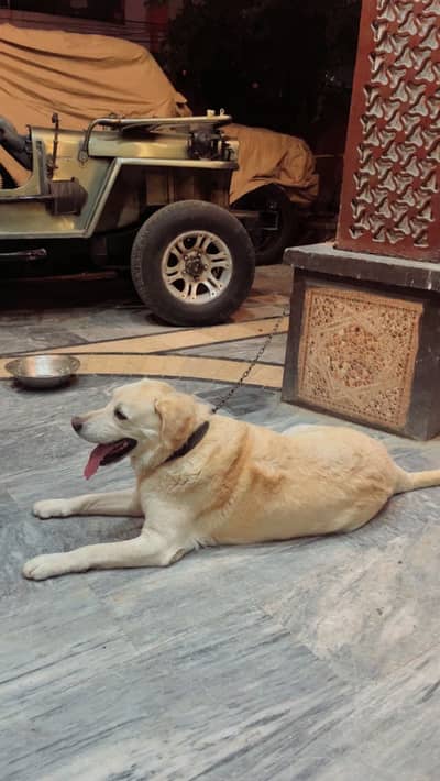 Very good Quality Labrador Male