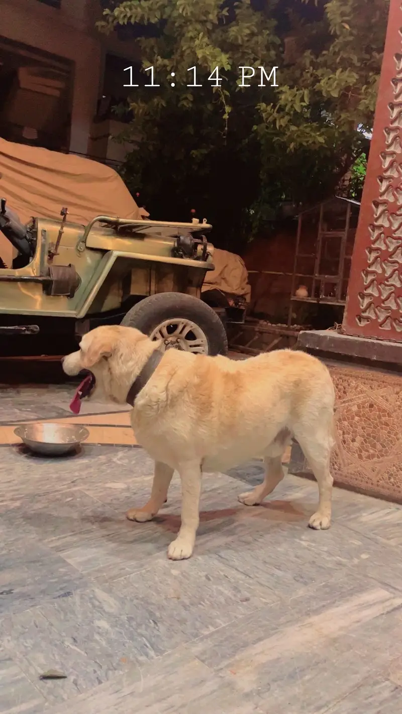 Very good Quality Labrador Male — photo 2