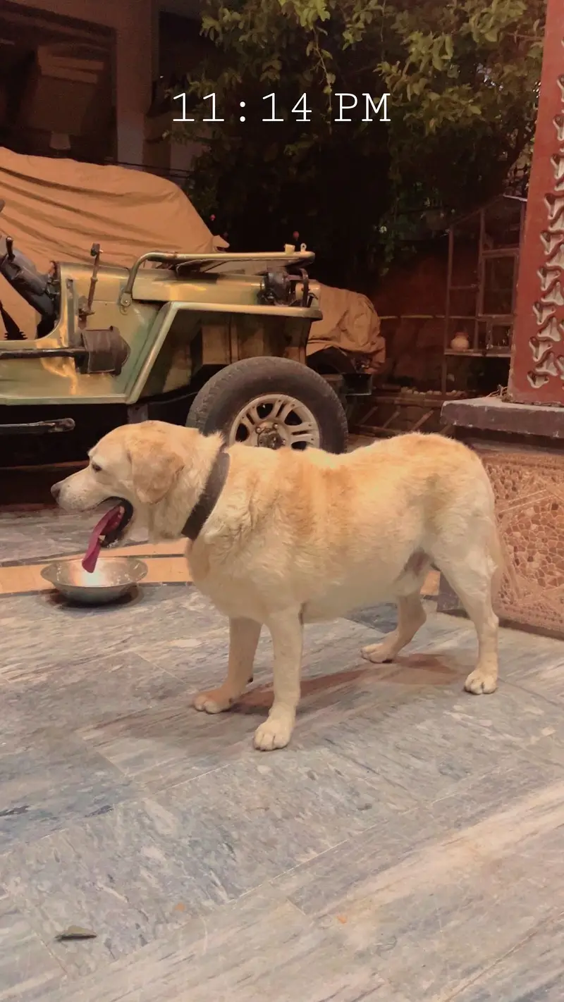 Very good Quality Labrador Male — photo 3