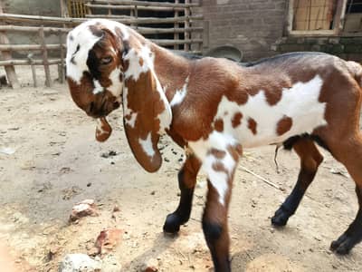 Beetal Goat kid for sale