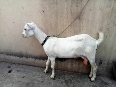  goat