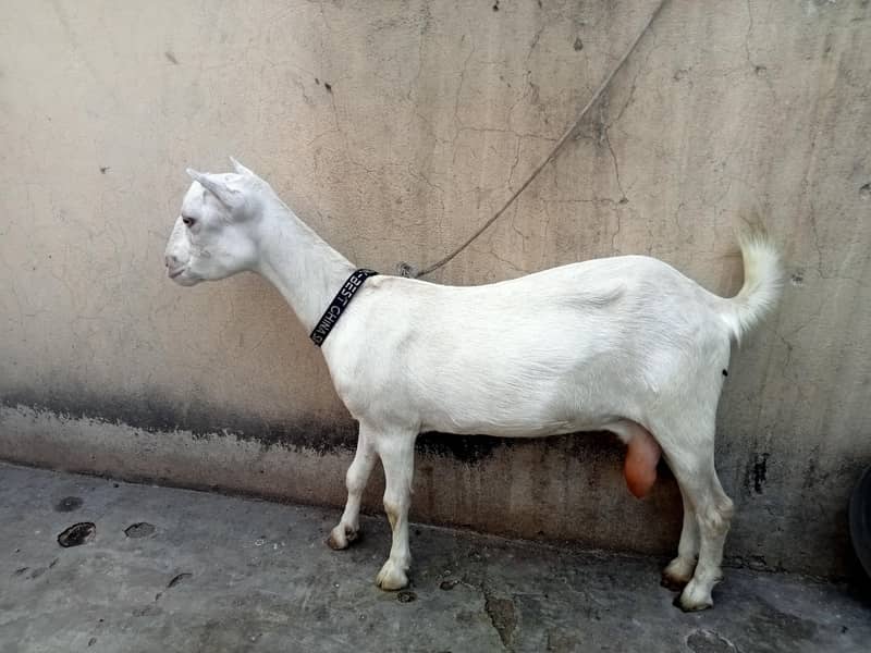  goat 0