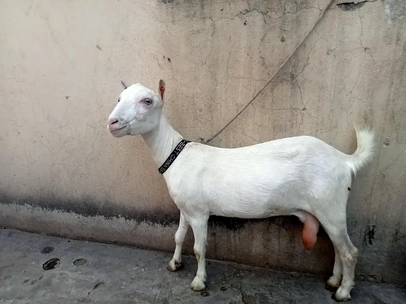  goat — photo 2