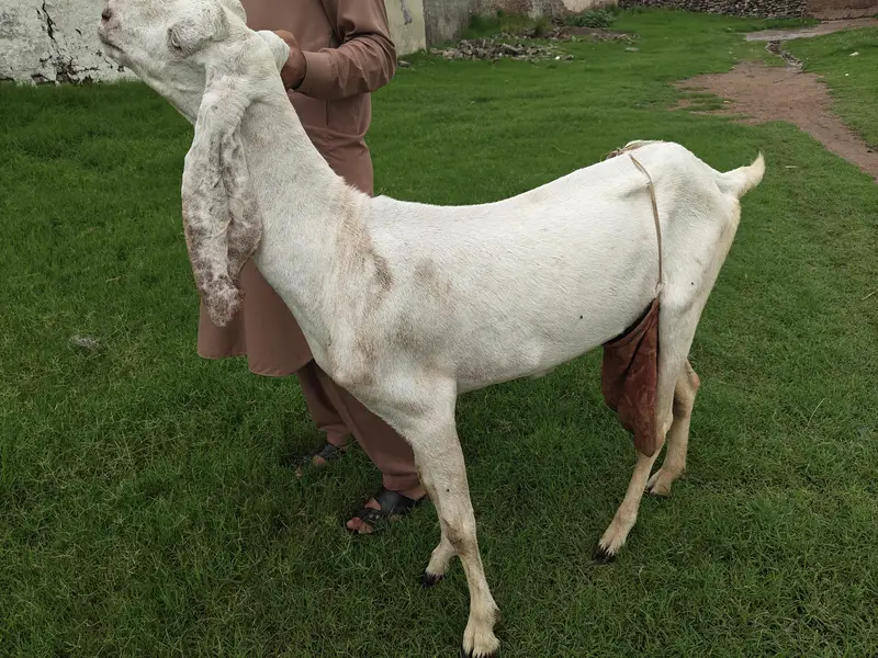 Rajan Puri Pure Breed — photo 2