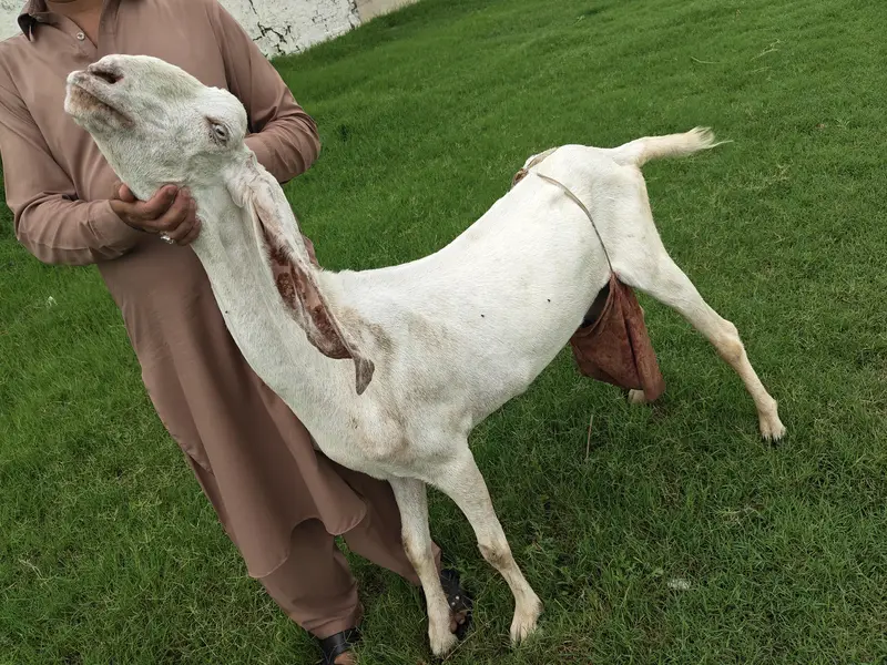 Rajan Puri Pure Breed — photo 3