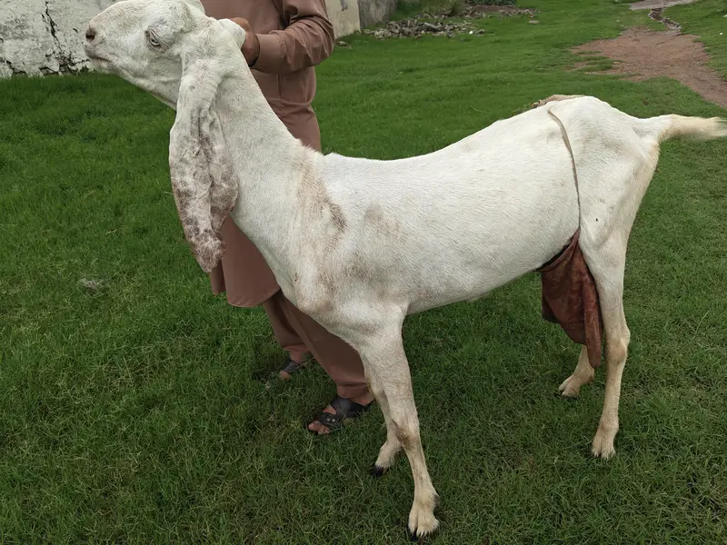 Rajan Puri Pure Breed — photo 4