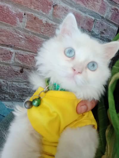 triple coat Persian cats for sale