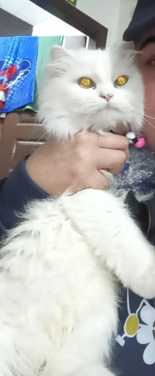 triple coat Persian cats for sale — photo 2