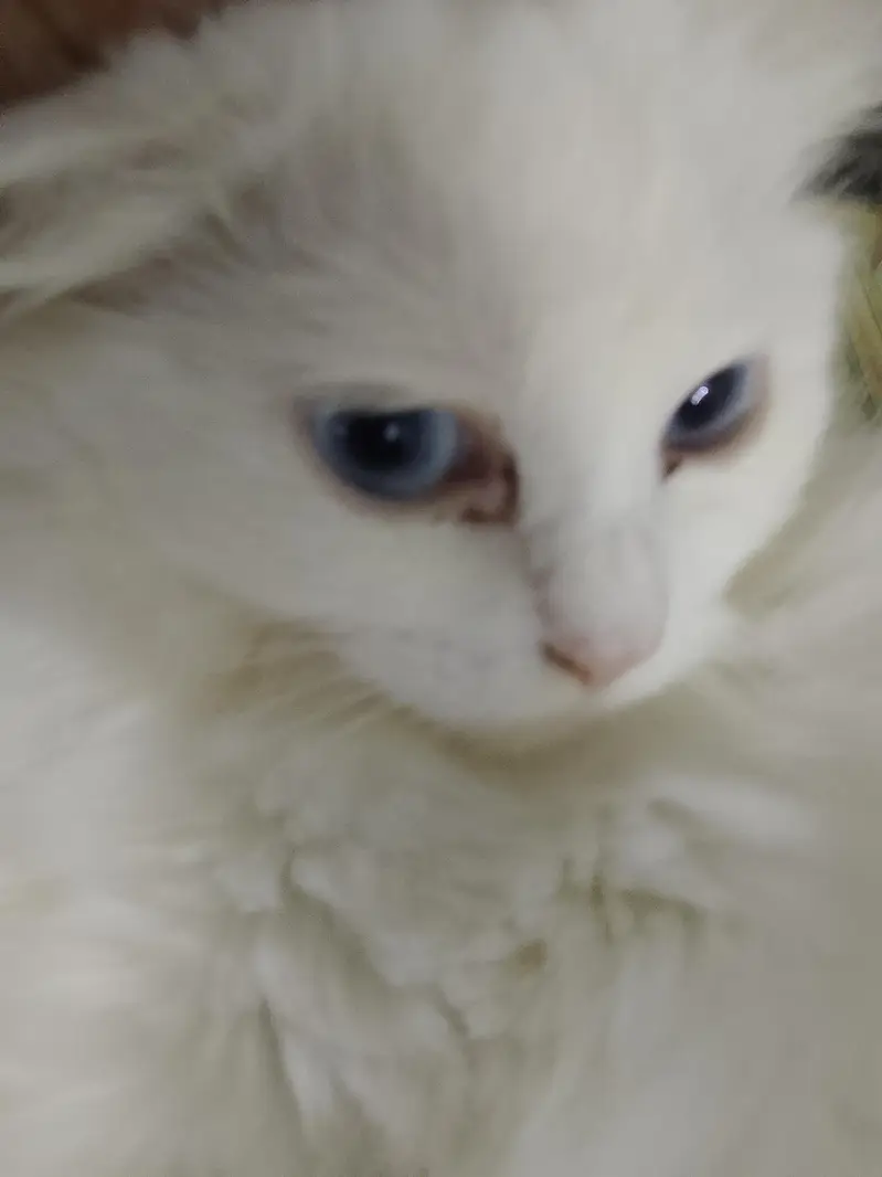 triple coat Persian cats for sale — photo 3