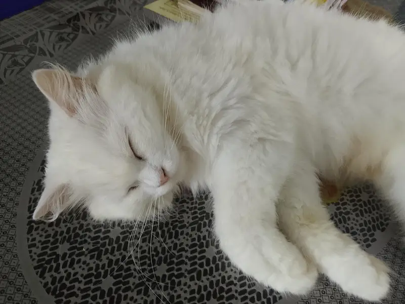triple coat Persian cats for sale — photo 4