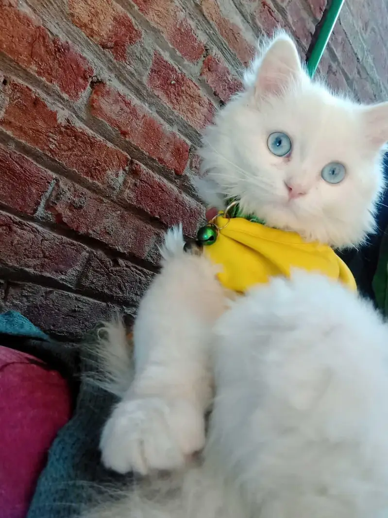 triple coat Persian cats for sale — photo 5