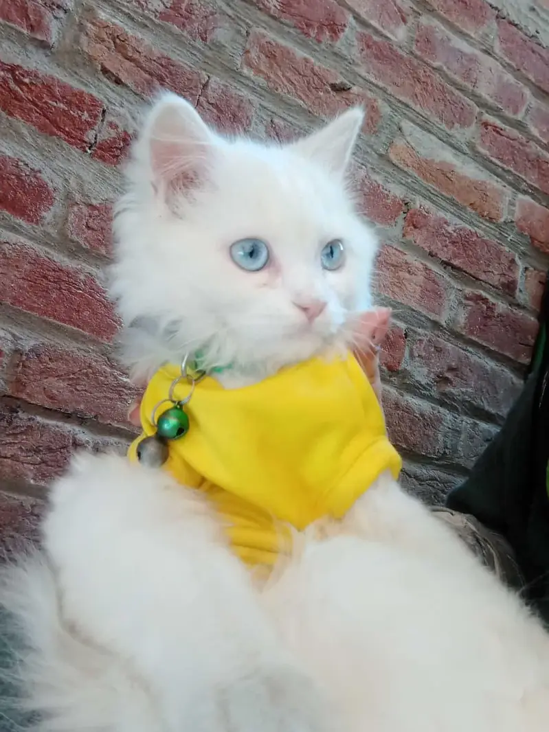 triple coat Persian cats for sale — photo 6
