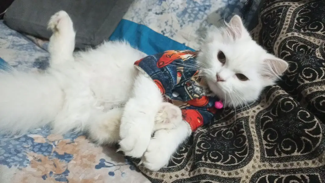 triple coat Persian cats for sale — photo 7
