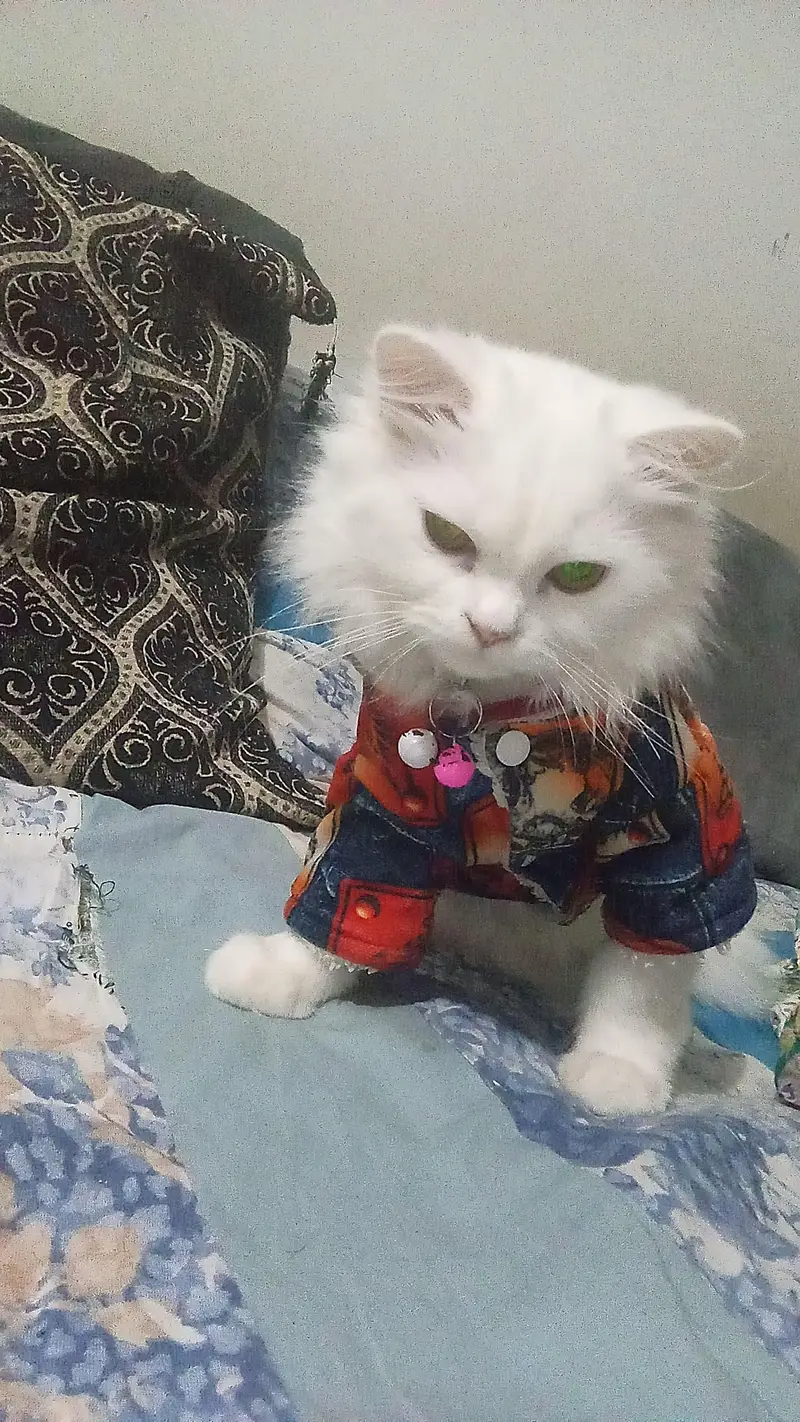 triple coat Persian cats for sale — photo 8