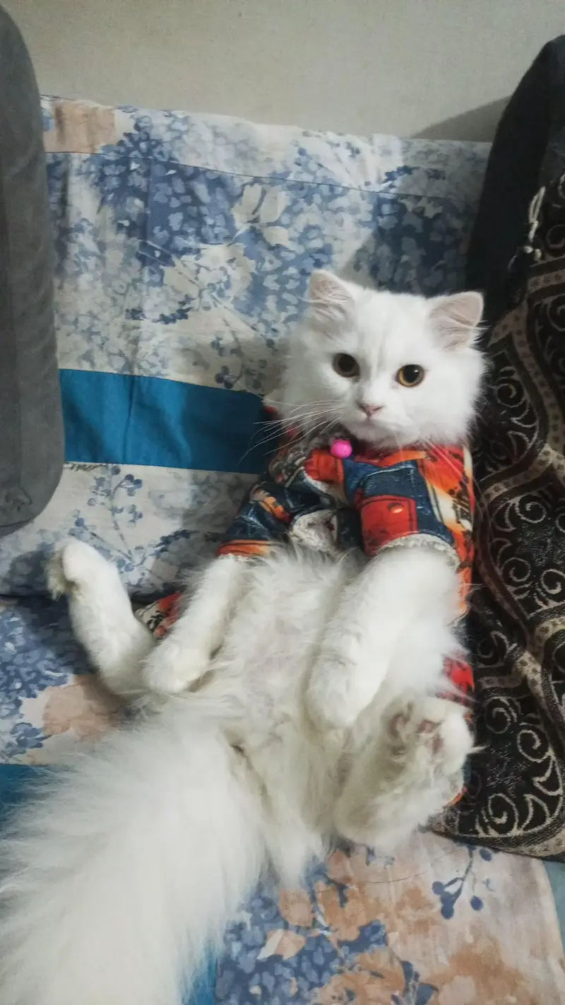 triple coat Persian cats for sale — photo 9