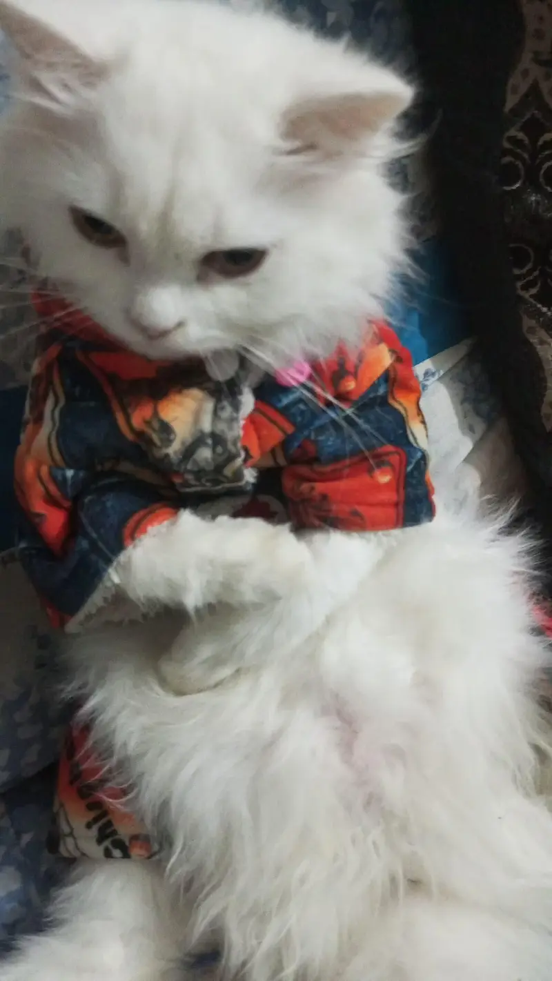 triple coat Persian cats for sale — photo 10