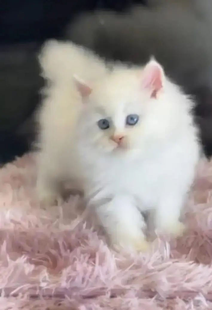 persian cat for sale — photo 3