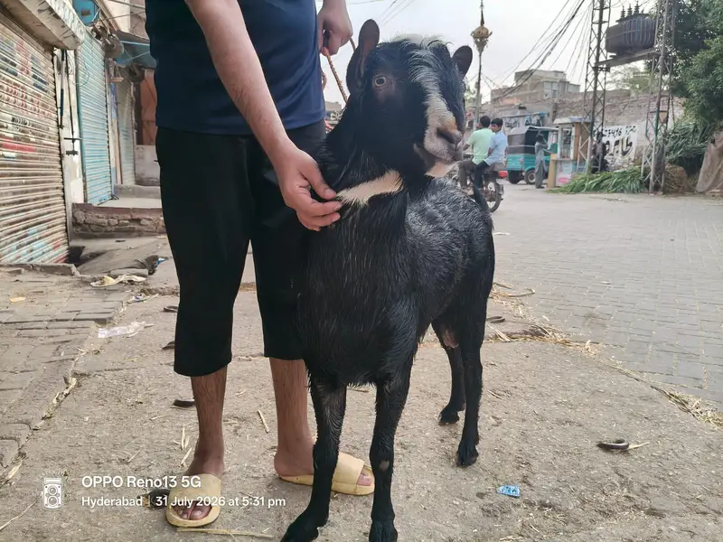 fresh 4 dant pure kurra  shokeeen Aur Qadardan log hazir hon — photo 2