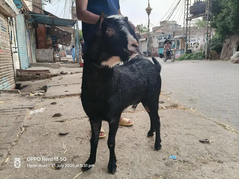 fresh 4 dant pure kurra  shokeeen Aur Qadardan log hazir hon — photo 3