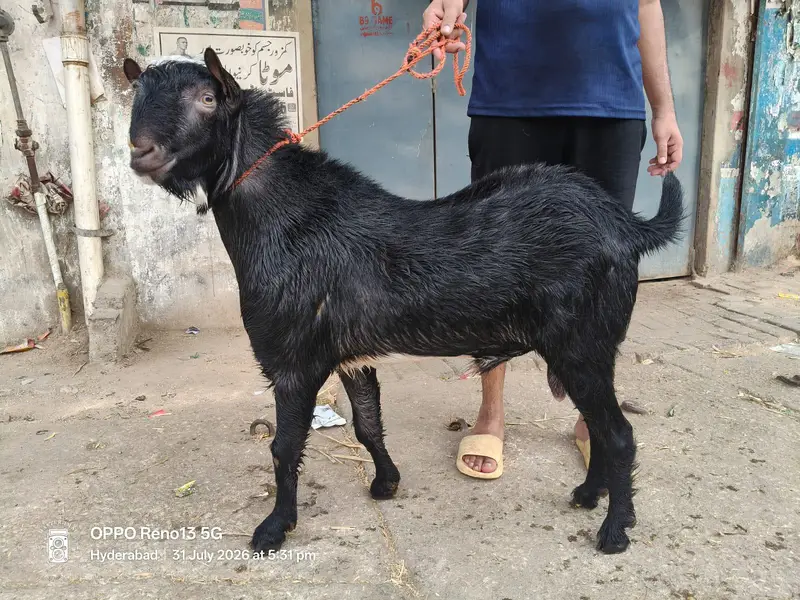 fresh 4 dant pure kurra  shokeeen Aur Qadardan log hazir hon — photo 4