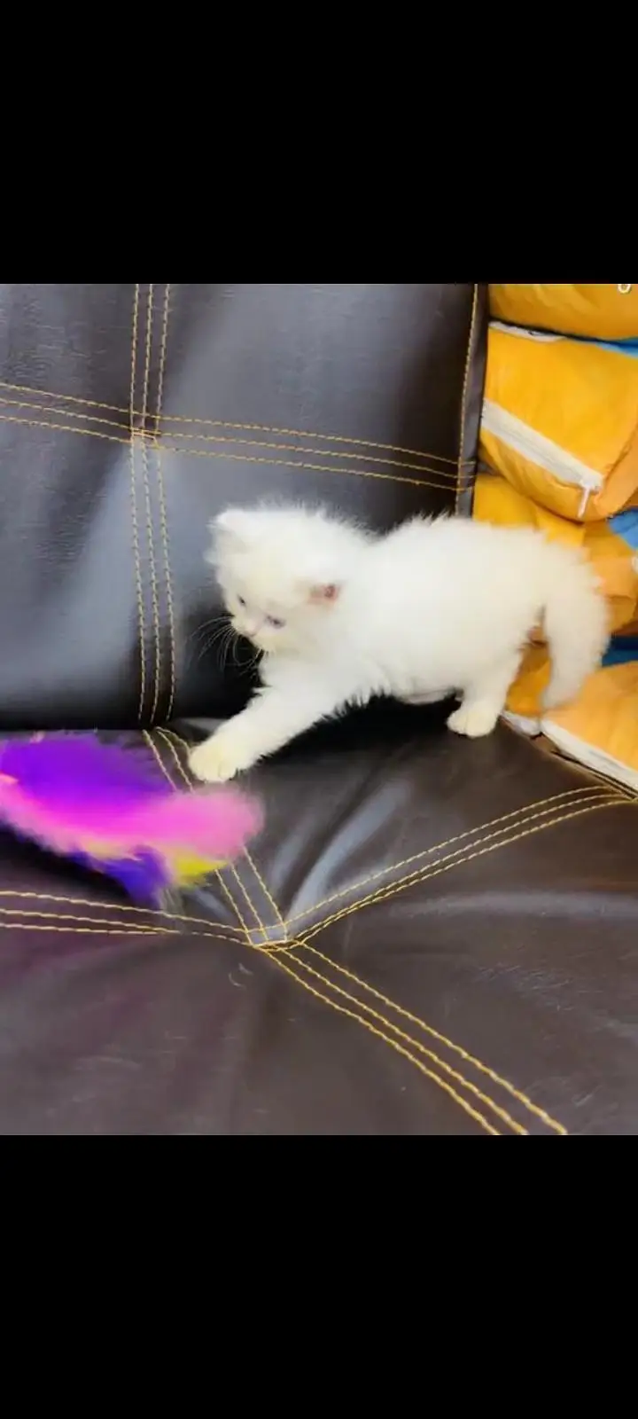 persian cat for sale — photo 2