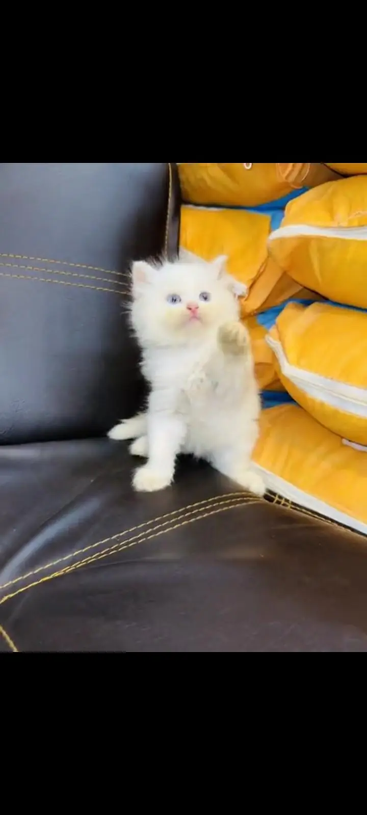 persian cat for sale — photo 3