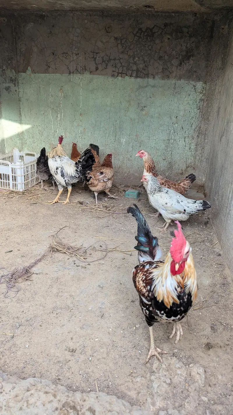 Misri Murge 2 Misri Murge 5 Aseel Kurak Murgi 1 — photo 3