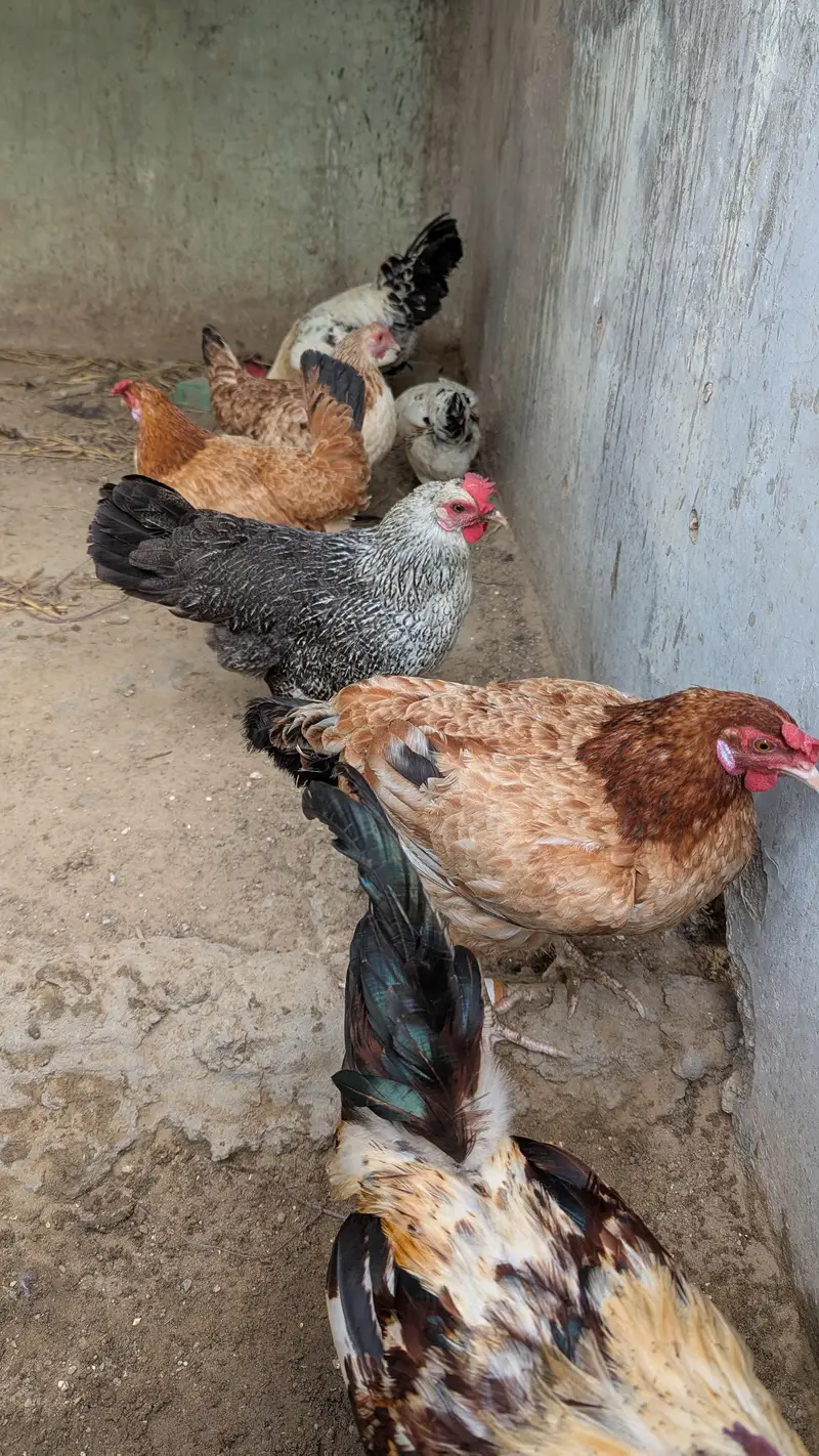 Misri Murge 2 Misri Murge 5 Aseel Kurak Murgi 1 — photo 4