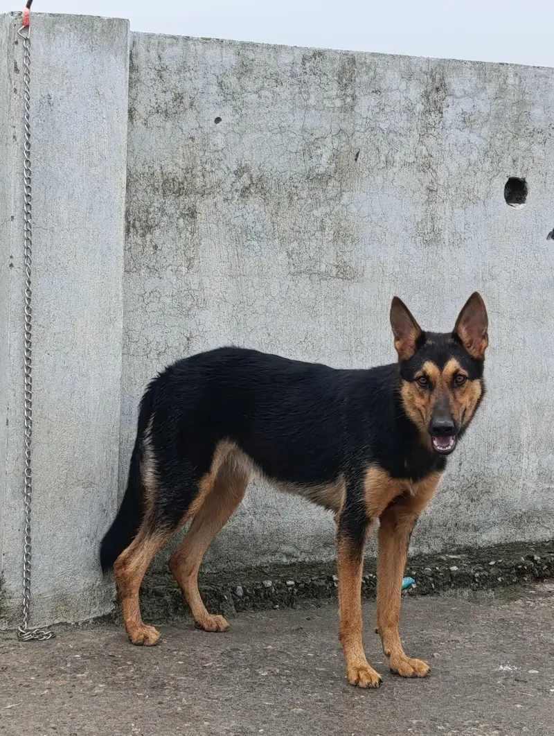 Long Coat Puppy |  German shepherd Puppy |  GSD | Female pupp — photo 2