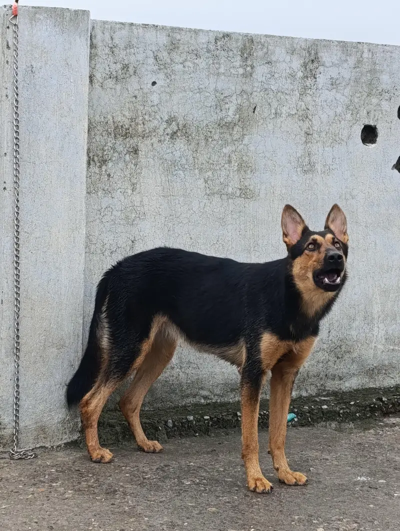 Long Coat Puppy |  German shepherd Puppy |  GSD | Female pupp — photo 3