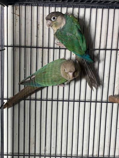 Blue turquoise breeder pair