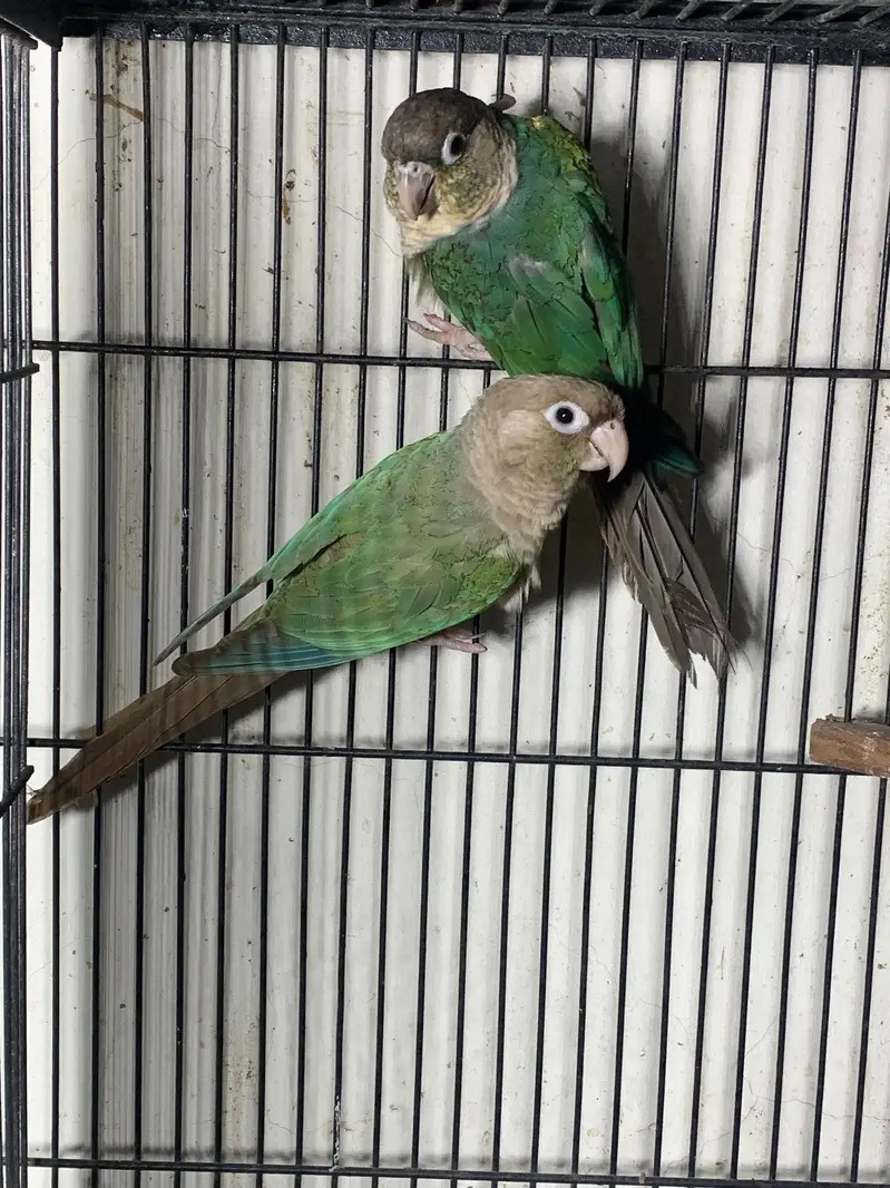 Blue turquoise breeder pair — photo 2