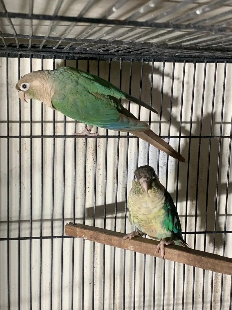 Blue turquoise breeder pair — photo 3