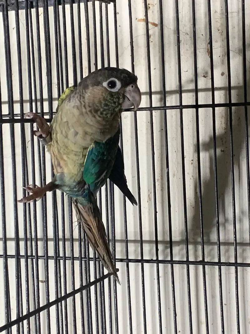 Blue turquoise breeder pair — photo 4