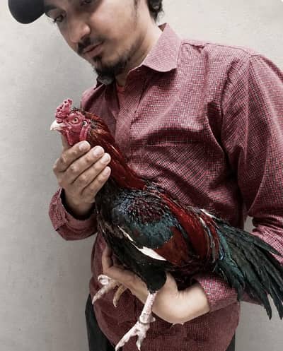pure mainwali breed zero size phatta for sale father pic attached