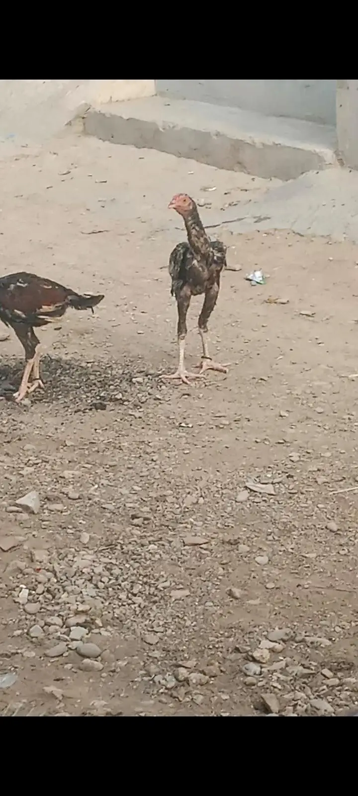 pure mainwali breed zero size phatta for sale father pic attached — photo 3