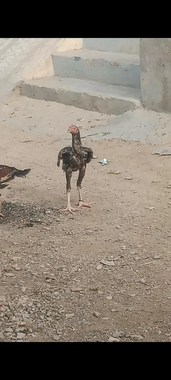 pure mainwali breed zero size phatta for sale father pic attached — photo 4