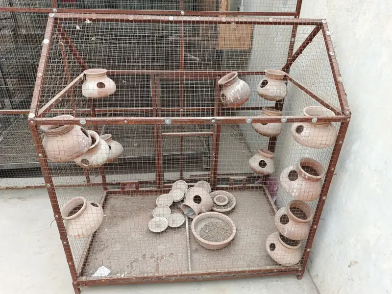 Bird Cage for Sale – Complete Setup with Clay Dollis — photo 2