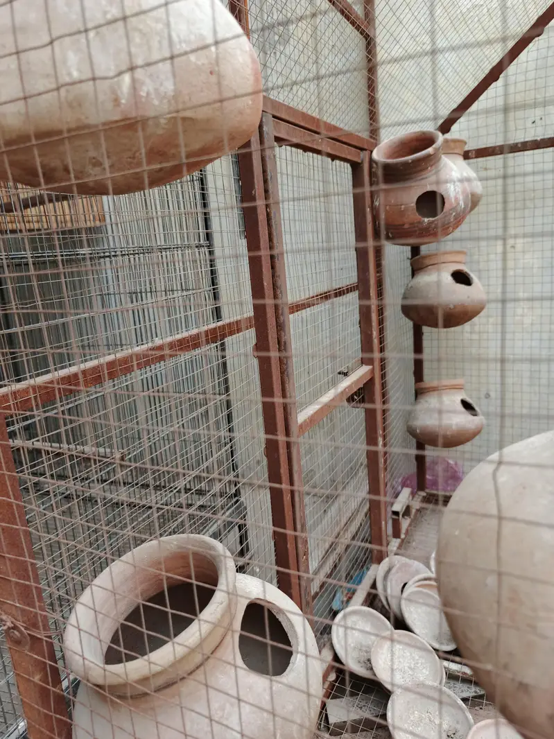 Bird Cage for Sale – Complete Setup with Clay Dollis — photo 4