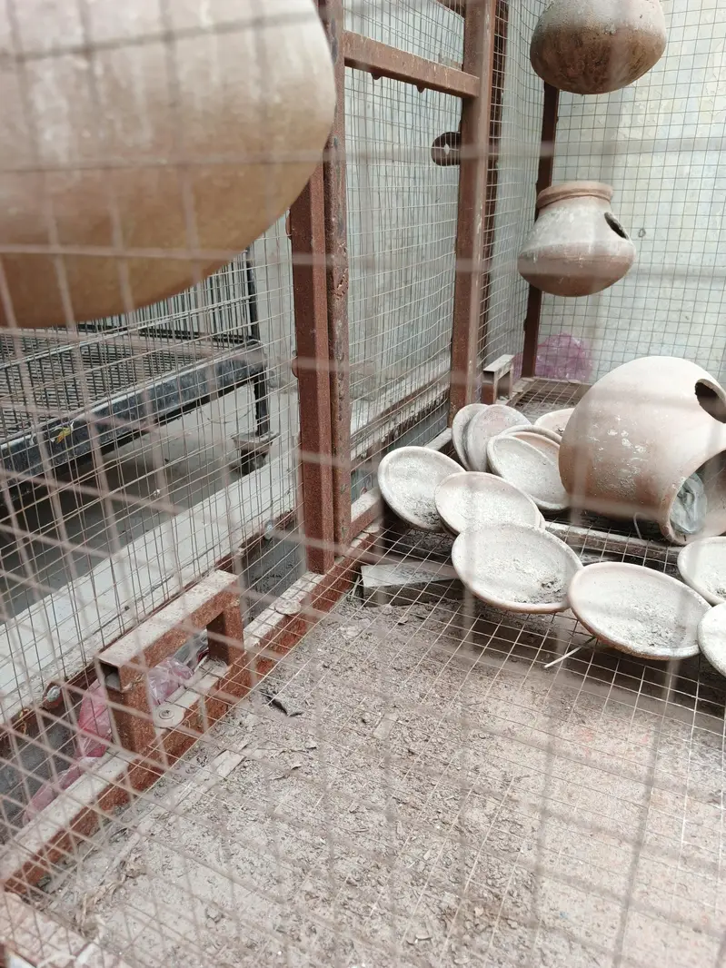 Bird Cage for Sale – Complete Setup with Clay Dollis — photo 5