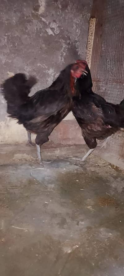 2 egg laying golden female